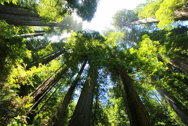sequoia, forest, redwood