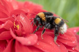 buff-tailed bumblebee, bee, insect