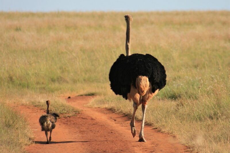 ostrich, emu, birds