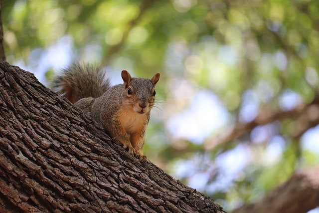 squirrel, animal, tree